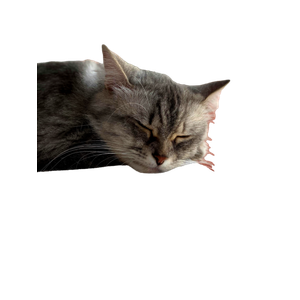 Related cat image: A Close Up Of A Cute Cat Sleeping Peacefully On A Window Sill Indoors. 13851